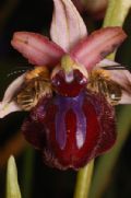 Ophrys sipontensis